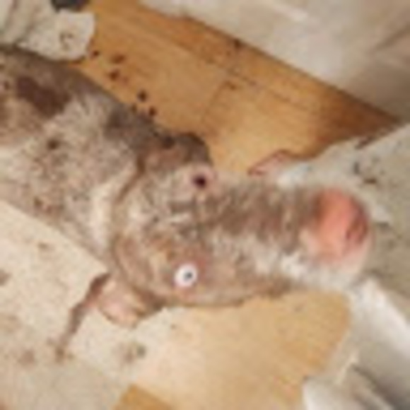 Meet your Posher, Sheline - Picture 1 of 1